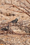 Javelina-Hideout-Black-throated-Sparrow