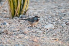 Javelina-Hideout-Cactus-Wren