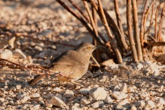 Javelina-Hideout-Curved-billed-Thrasher