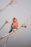 Javelina-Hideout-House-Finch