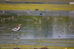 American_Avocet_-_Hornsby_Bend_Austin_Texas