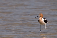 American_Avocet_Mustang_Island_Texas