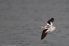 American_Avocet_Port_Aransas_Texas