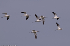 American_Avocets_on_the_Wing_Port_Aransas_Texas