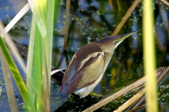 American_Bittern_Myrtle_Beach_South_Carolina