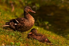 American_Black_Duck_Female_and_Juvenile_Kentucky_Horse_Park_Lexington_Kentucky