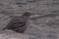 American_Dipper_Boiling_River_Yellowstone