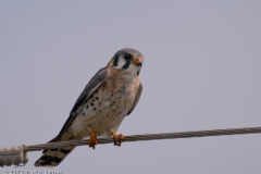 American_Kestrel_Rockport_Texas