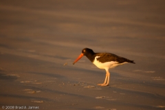 American_Oystercatcher_Rockport_Texas