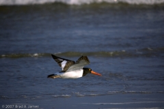 American_Oystercatcher_in_Flight_Rockport_Texas