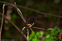 American_Redstart_Port_Aransas_Texas