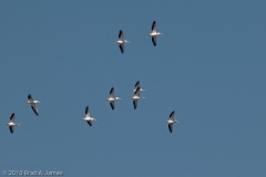 American_White_Pelican_Group_on_the_Wing_Mustang_Island_Texas