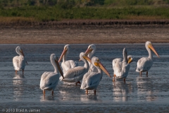 American_White_Pelicans_Chilling_Mustang_Island_Texas