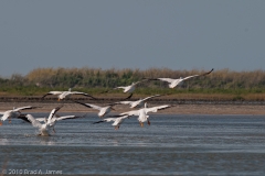 American_White_Pelicans_Gliding_in_for_Landing_Mustang_Island_Texas