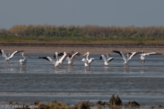 American_White_Pelicans_Landing_Mustang_Island_Texas