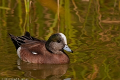 American_Widgeon_Port_Aransas_Texas