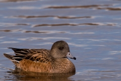 American_Wigeon_Female_Bosque_Del_Apache_NWR_New_Mexico