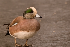 American_Wigeon_Male_Bosque_Del_Apache_NWR_New_Mexico