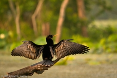 Anhinga_Brazos_Bend_State_Park_Texas