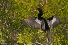 Anhinga_Everglades_National_Park