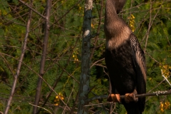 Anhinga_Female_Brazos_Bend_State_Park