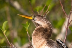 Anhinga_Female_Closeup_Everglades_National_Park