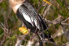 Anhinga_Female_Everglades_National_Park