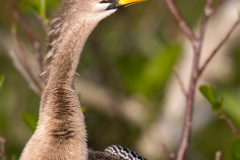 Anhinga_Female_Profile_Everglades_National_Park