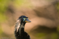 Anhinga_Male_Breeding_Plummage_Everglades_National_Park