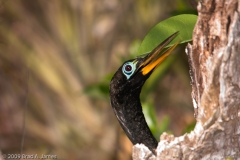 Anhinga_Male_Everglades_National_Park