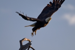 Bald_Eagle_Baytown_Texas