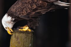 Bald_Eagle_Sharpening_Beak_After_Meal_Neah_Bay_Washington