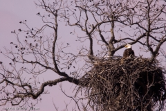 Bald_Eagle_on_Nest_Llano_Texas