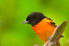 Baltimore_Oriole_South_Padre_Island_Texas