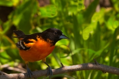 Baltimore_Oriole_in_Tree_South_Padre_Island_Texas