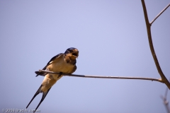 Barn_Swallow_Port_Aransas_Texas