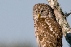 Barred_Owl_San_Bernard_NWR_Texas