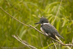 Belted-Kingfisher_Everglades_National_Park