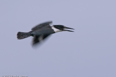 Belted_Kingfisher_Port_Aransas_Texas