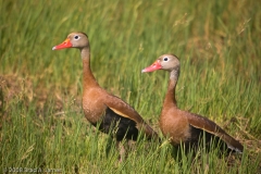 Black-Bellied_Whistling_Duck_Aransas_NWR_Texas