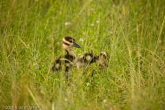 Black-Bellied_Whistling_Duck_Chicks_Mustang_Island_Texas