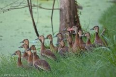 Black-Bellied_Whistling_Duck_Group_on_Bank_Brazos_Bend_State_Park_Texas