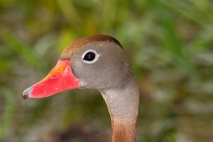 Black-Bellied_Whistling_Duck_Head_Brazos_Bend_State_Park_Texas