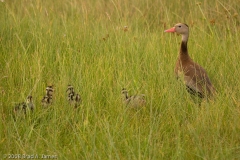 Black-Bellied_Whistling_Duck_with_Chicks_Mustang_Island_Texas