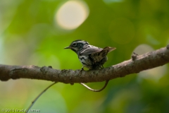 Black-and-white_Warbler_Port_Aransas_Texas