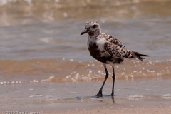 Black-bellied_Plover_Padre_Island_National_Seashore