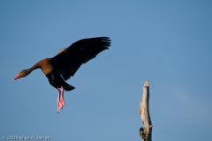 Black-bellied_Whistling_Duck_2_Brazos_Bend_State_Park_Texas