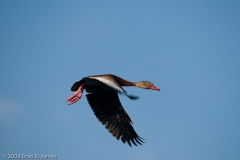 Black-bellied_Whistling_Duck_3_Brazos_Bend_State_Park_Texas