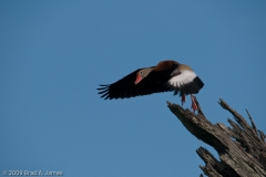 Black-bellied_Whistling_Duck_4_Brazos_Bend_State_Park_Texas