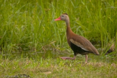 Black-bellied_Whistling_Duck_5_Brazos_Bend_State_Park_Texas